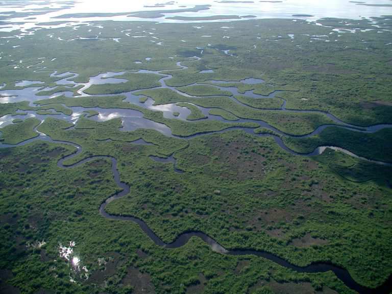 Maravilhas naturais imperdíveis nos Everglades